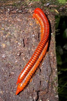   chambered millipede，擁有許多腳和迷人的外觀！