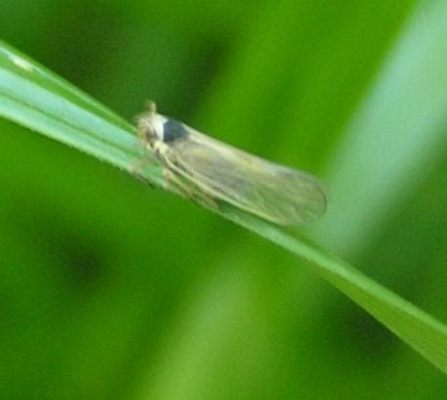  賈基森氏蟲，一種擁有奇特吸食行為的纖毛生物！