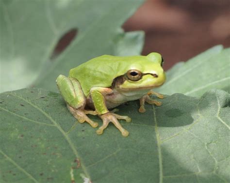  日本樹蛙：一種能隱藏於綠色植物中並以其獨特鳴叫聲聞名的兩棲動物！