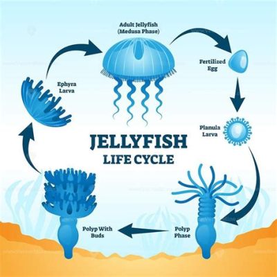  刺水母是水母界中擁有獨特生命週期的生物，牠們在海洋中遊動時呈現出迷人的閃爍光澤！