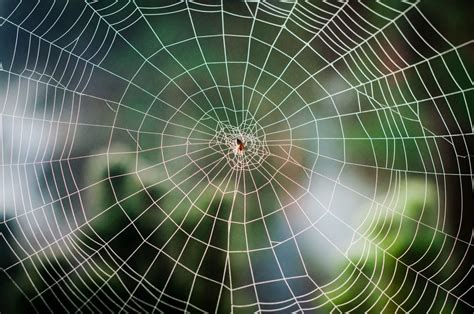   recombination spider 擁有驚人的網羅能力和獨特的繁殖方式！