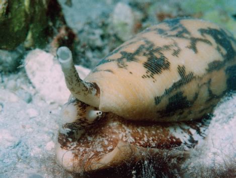   umbrella Snail: 探索海洋中的旋轉奇蹟！